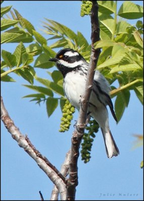 Black-throated Gray Warbler