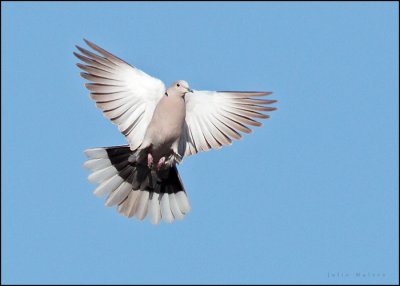 Eurasian Collared-Dove