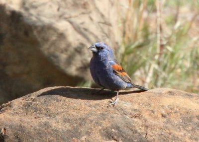Blue Grosbeak