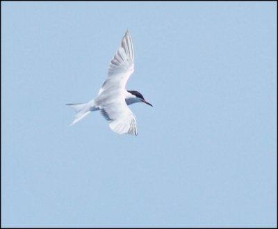 Common Tern