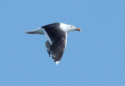Great Black-back Gull