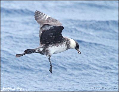 Pomarine Jaeger