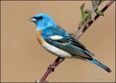 Lazuli Bunting