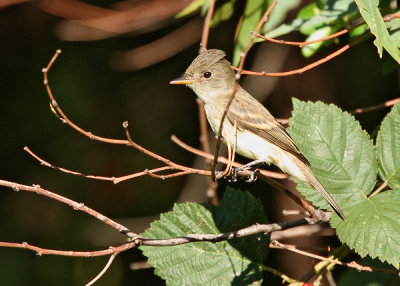 Willow Flycatcher