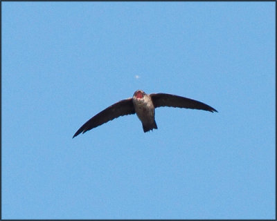 Vaux's Swift