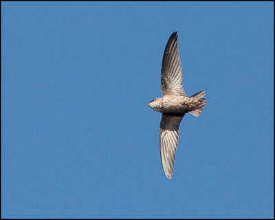 Vaux's Swift