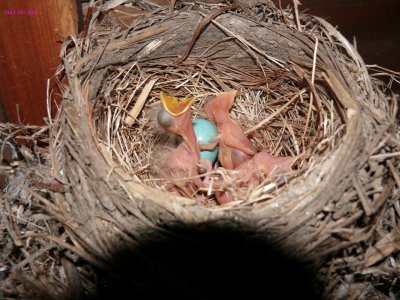 day 1  3 of 4 eggs hatched