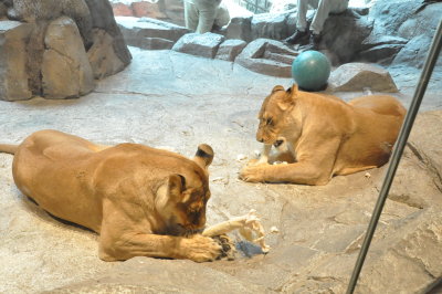 Lions at the MGM