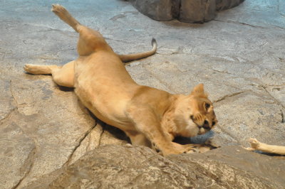 Lions at the MGM