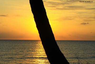 Golden Ocean