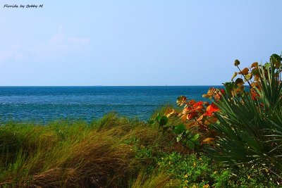Ocean View