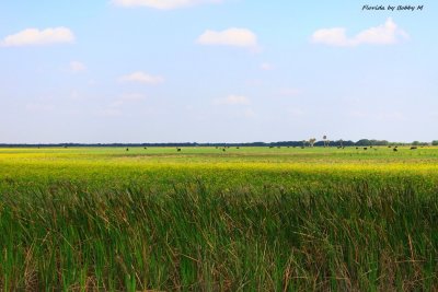 Seminole tribe country