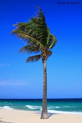 Against the Wind
