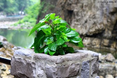 Natural life under the bridge