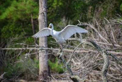 Pine Knoll Shores NC-5166.jpg