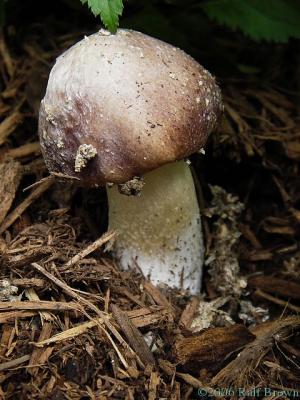 2006-05-25 Mushroom