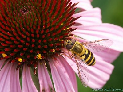 2006-07-08 Pollinator