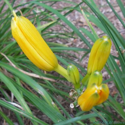 2006-08-02 Yellow