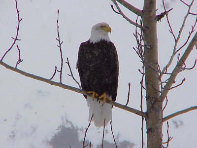 Eagle last winter.JPG