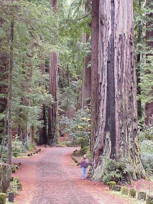 redwoods