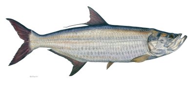 tarpon4.jpg