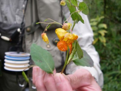 Rub on the sap of this flower (Jewel Weed) for poison ivy rash! 2876.jpg