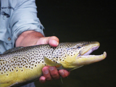 Large Male Brown with Kype 1256.jpg