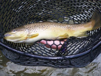 Another Great Brown Trout 1283.jpg