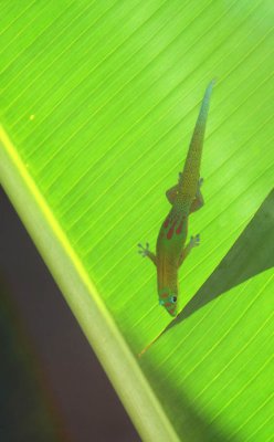 Kapuna, My Hawaiian Gecko 282.jpg
