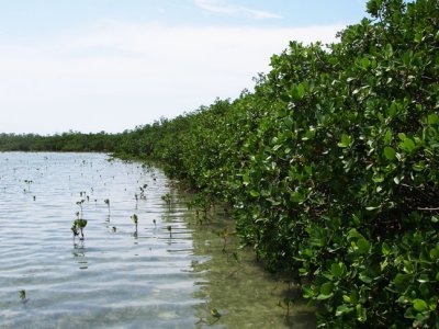 See that little mangrove there? Now, this is hard. 3099.jpg