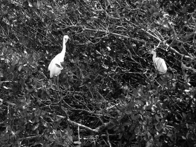 Yearling Egrets 3121.jpg