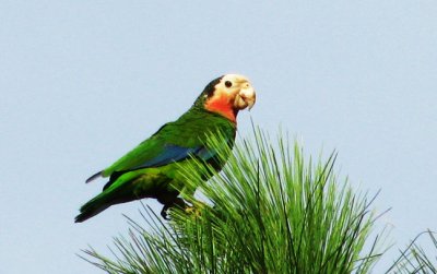 14 Abaco Parrot..a local favorite.jpg