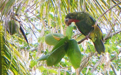 Abaco Parrot 3543.jpg