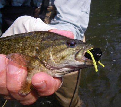 Aggressive smallmouth with huge popper 1609.jpg