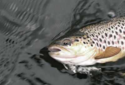 This brown was fooled by the anglers 665.jpg