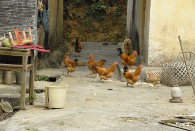 More chickens than people at my mom's village 065.jpg