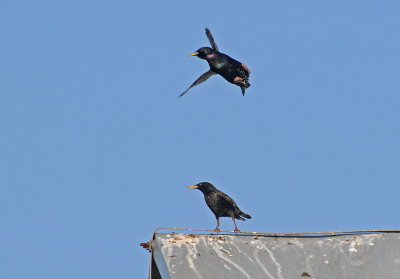 Cvorci / Common starlings