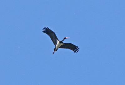Crna roda (The Black Stork Ciconia nigra)