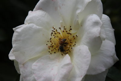 IMG_3532.JPG