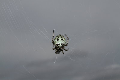 IMG_3553.JPG