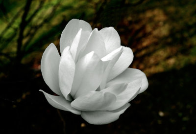 Magnolia Bush bloom
