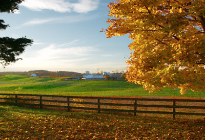 Fall at Tina's