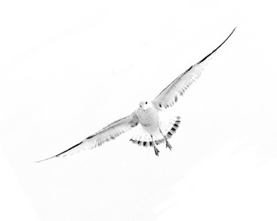Seagull
