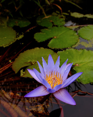 Lily