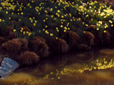 Spring
