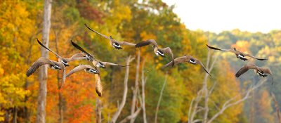 Geese
