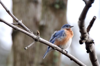 Blue Bird