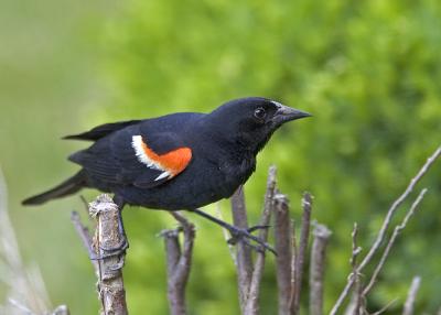 Red Wing Blackbird (Male)