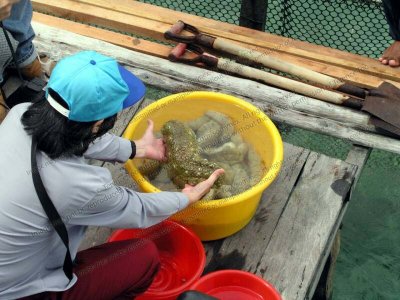 Semporna Sea Cucumber Culture Sea-Platform