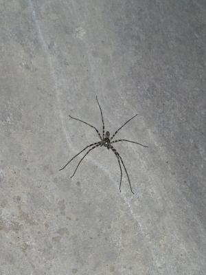 huntsman spider again. they leap up and kill you so i'm told.